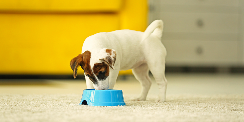 Purina-alimentacion-adecuada-para-perros-cachorros-nota07.png