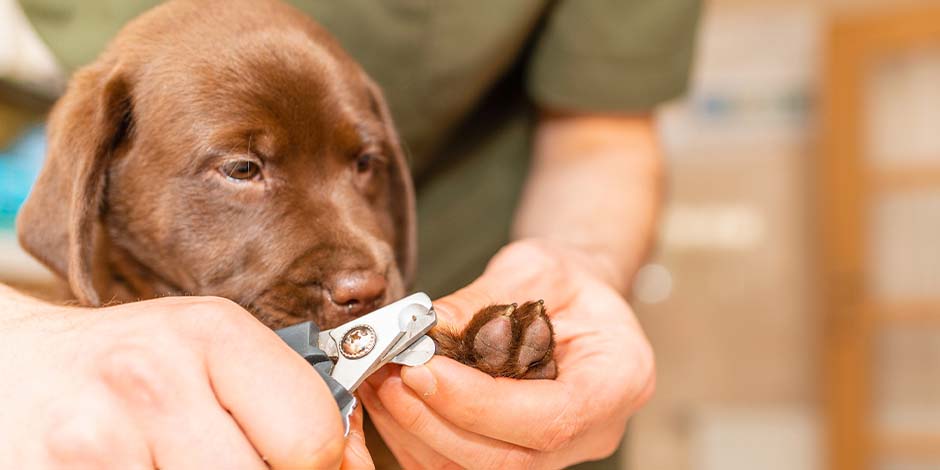 Cómo cortar las uñas a los perros