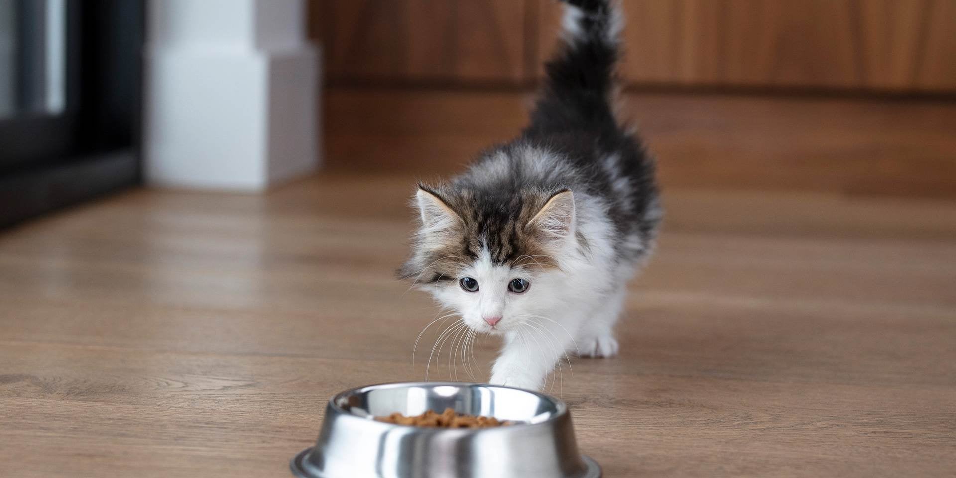 Descubre que comen los gatitos bebes Descubre que comen los gatitos bebes