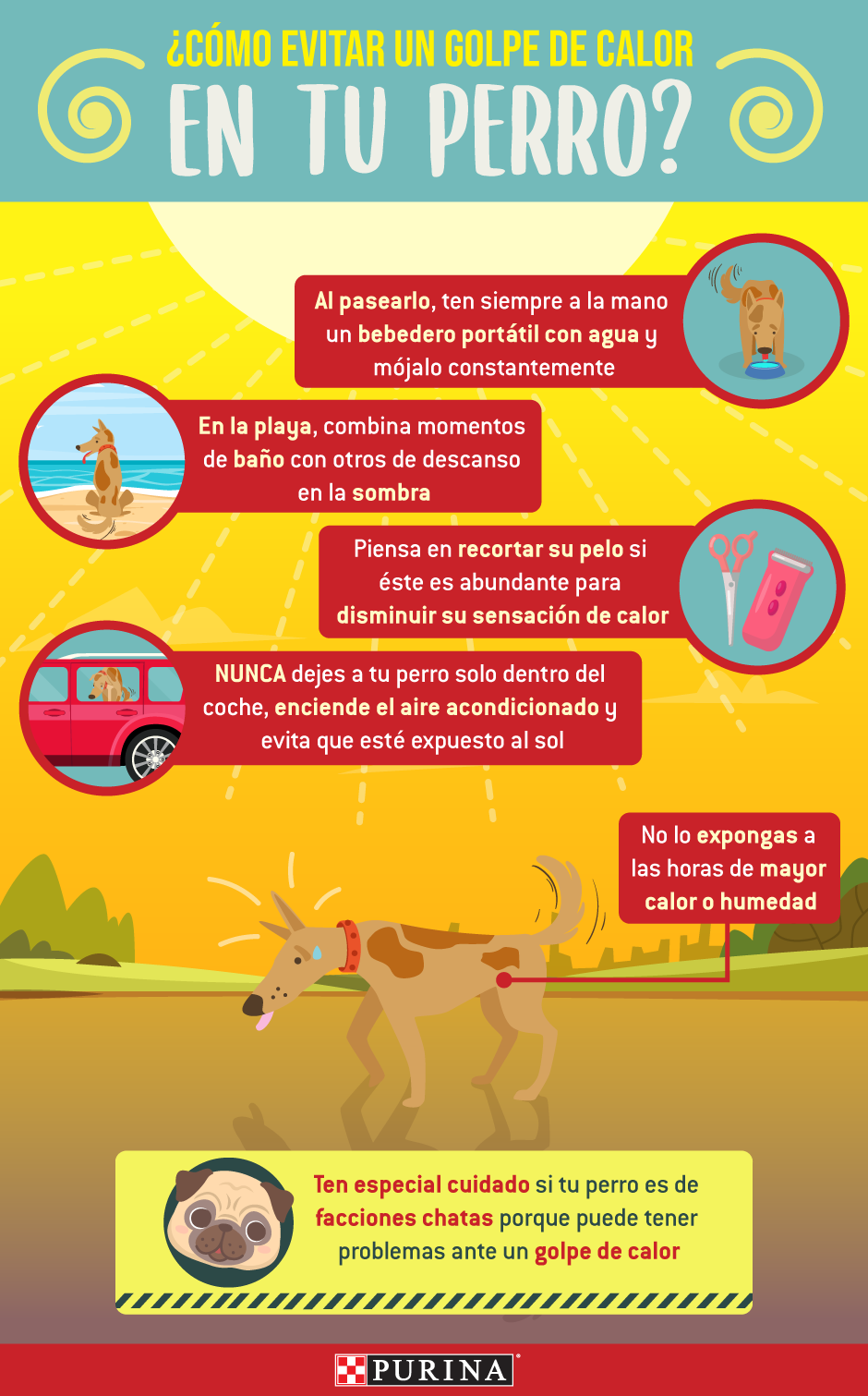 Purina® Cómo evitar un golpe de calor en tu perro