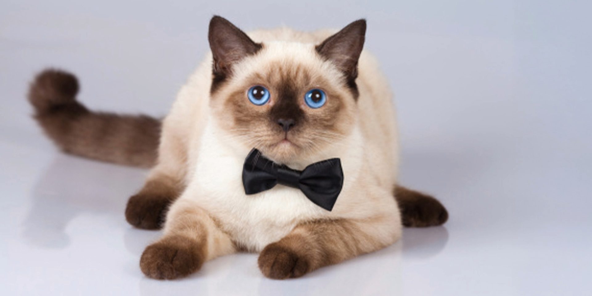 Raza de gato Siamés