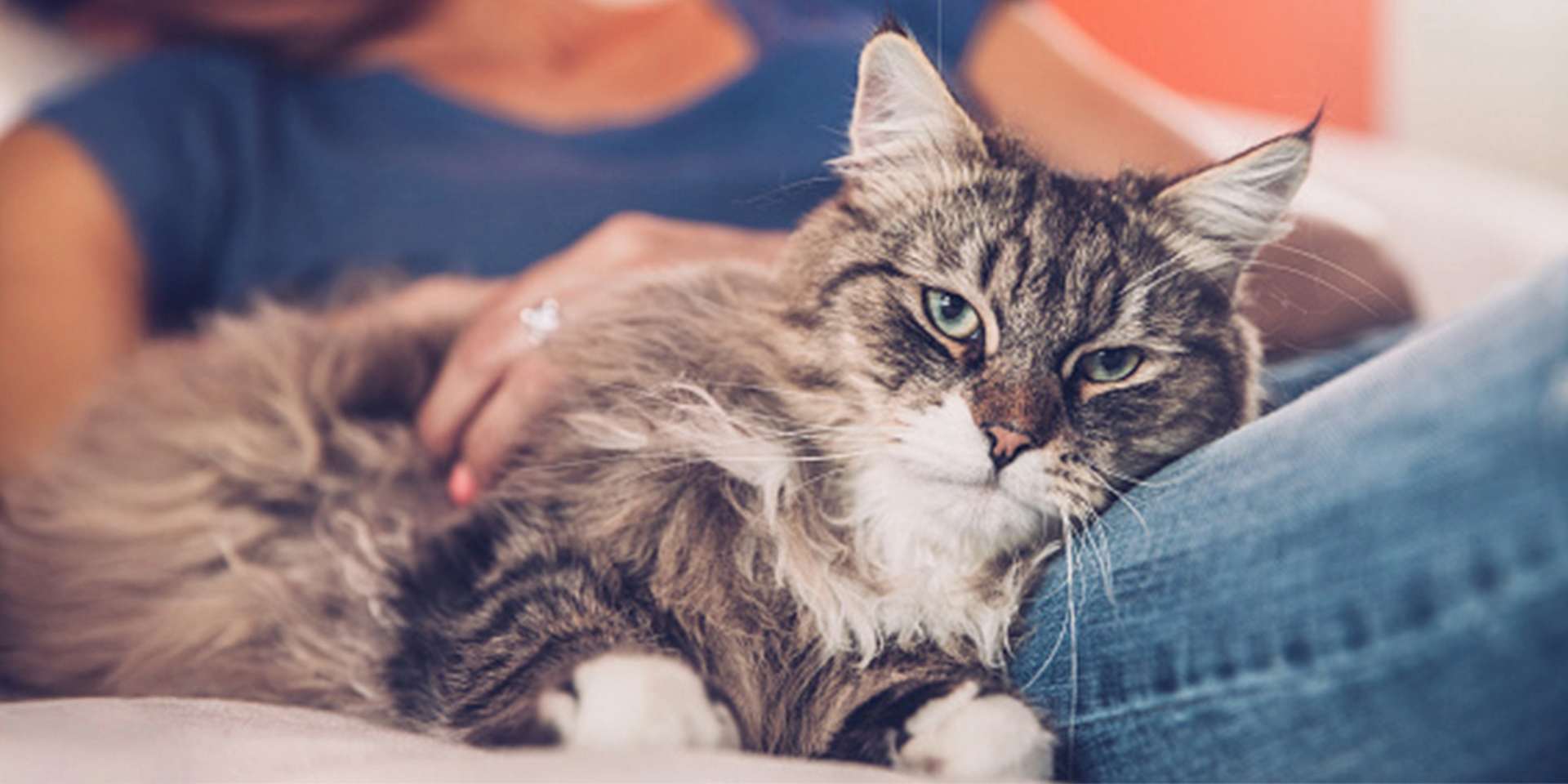 Raza de gato Siberiano