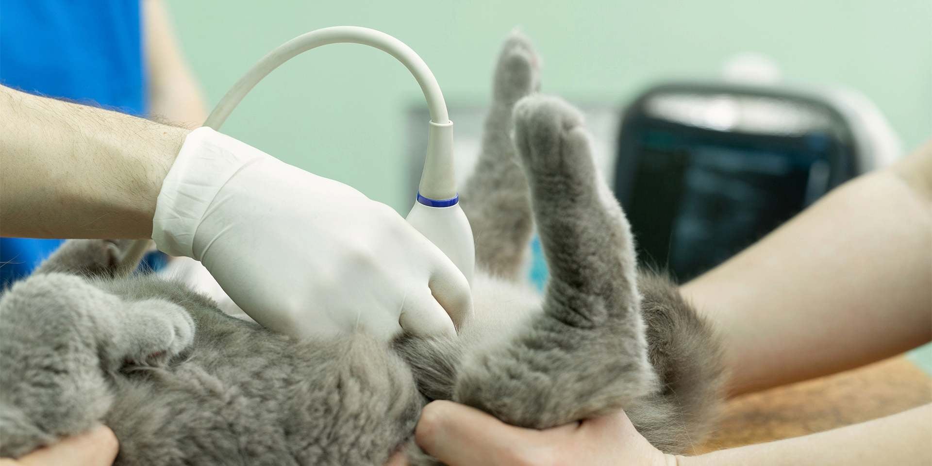 detección gata embarazada