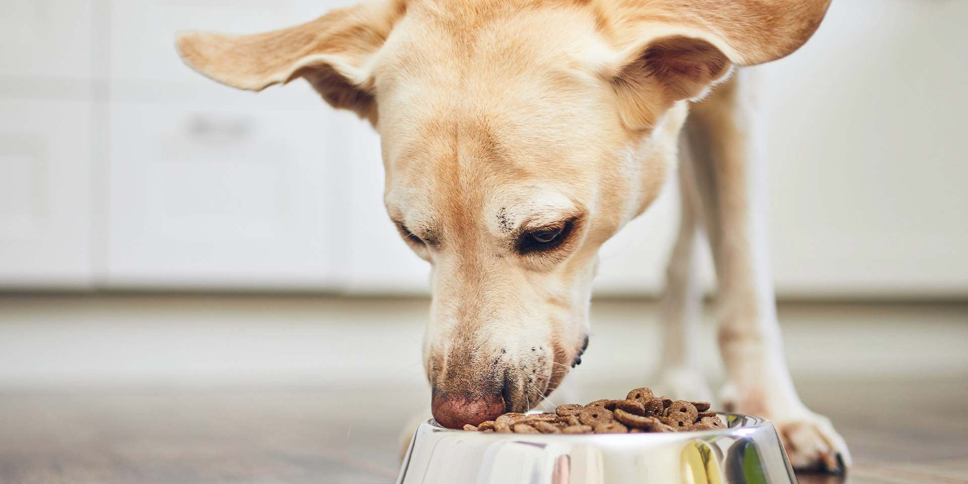 PRO PLAN® Active Mind es una gran alternativa nutricional en lo que a alimentos para perros senior se refiere.