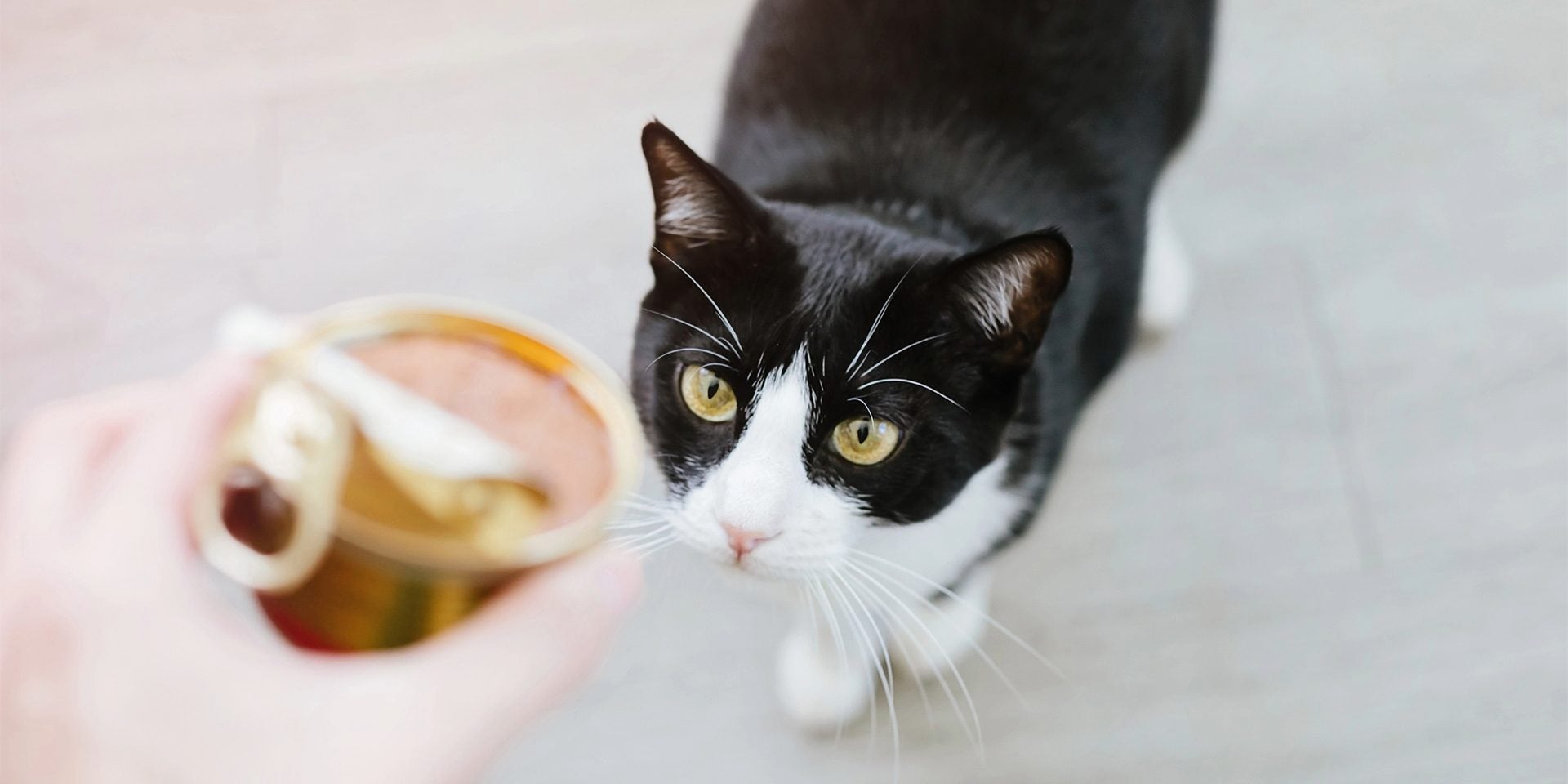 Comida húmeda para gatos: cantidad, beneficios y cuidados
