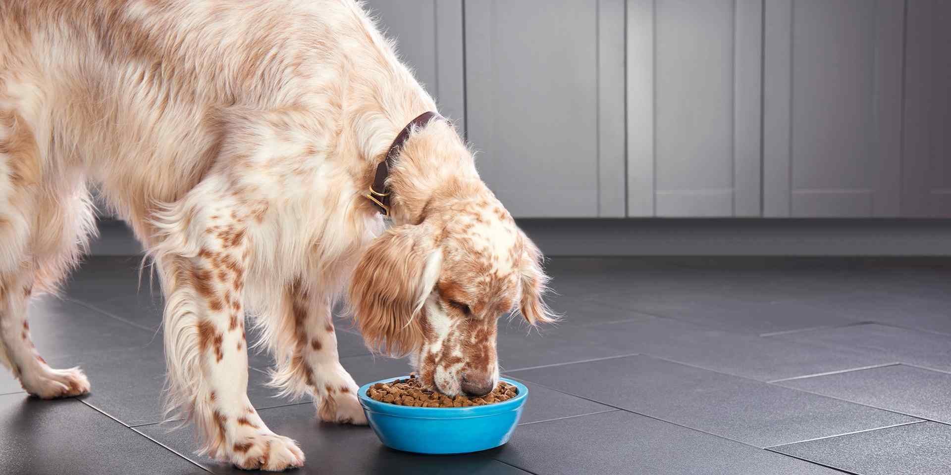 Profundizá sobre los nutrientes de una óptima dieta para perros