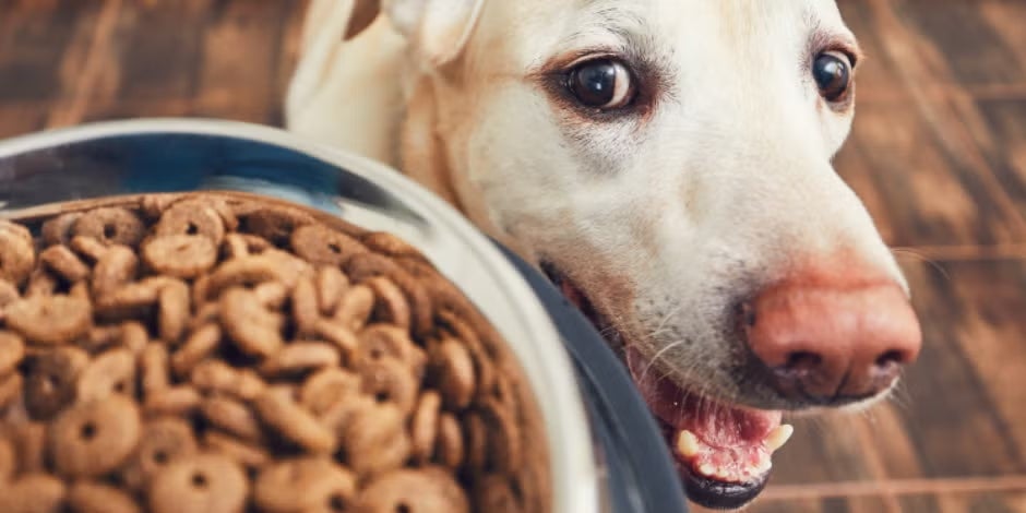 Guía de alimentación para perros según su edad