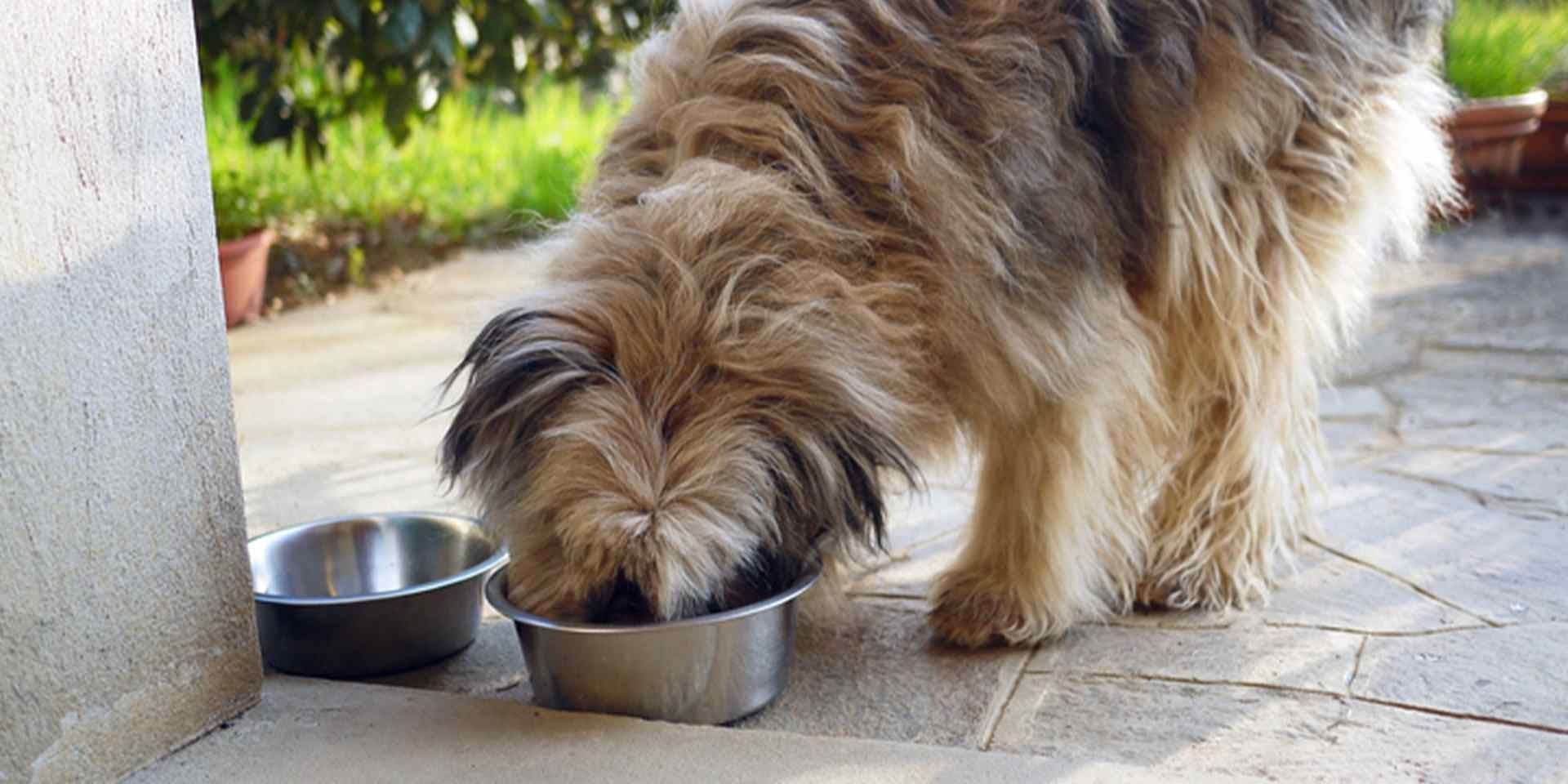 Mi perro no quiere comer. Mascota alimentandose de su plato metálico.