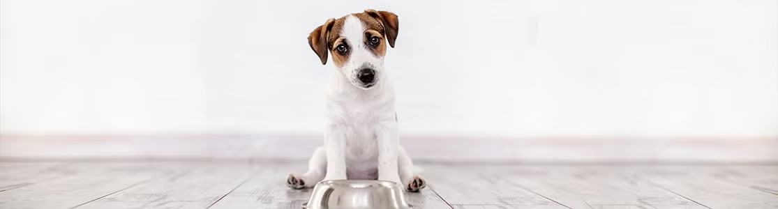 ¿Qué puedo hacer si mi perro no quiere comer? Descubrilo acá