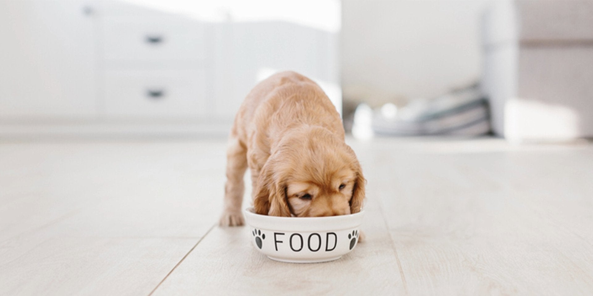 Conocé la tabla de porciones de alimentos para perros cachorros