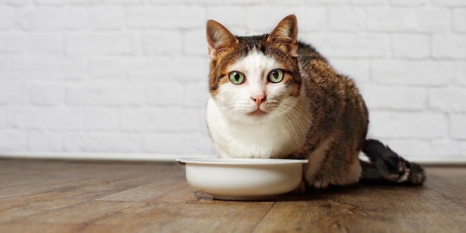 Sistema digestivo del gato: conocé su funcionamiento