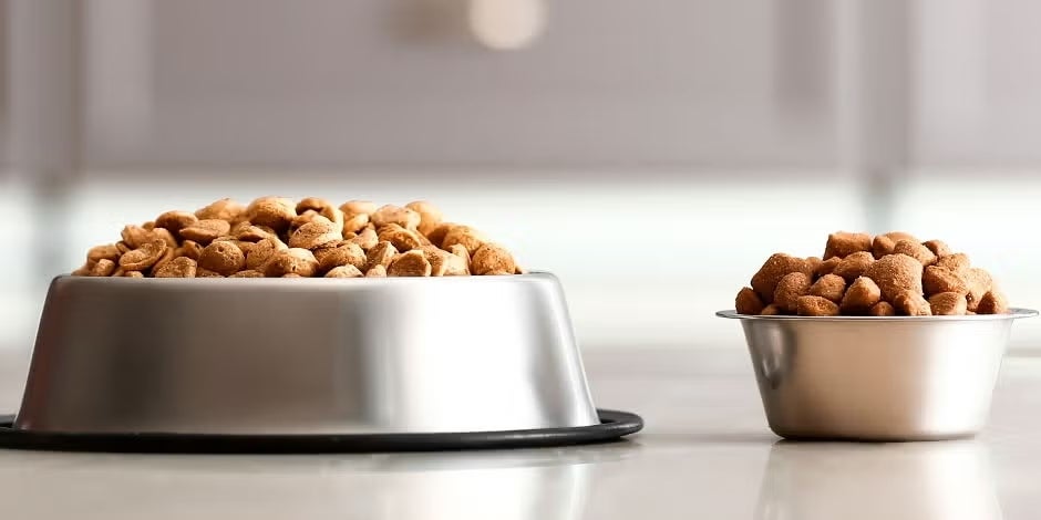 Tipo de alimento para perros: elegí el ideal para cada etapa
