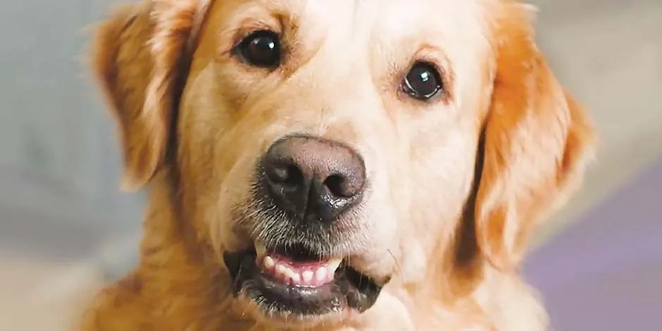 Descubrí aquí cuanto vive un perro como este senior de raza labrador, color beige, con marcas de edad junto al hocico.