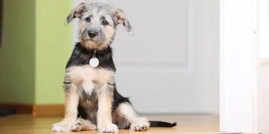 Perro mestizo pequeño sentado. Ojos marrones, de pelaje color beige y pecho negro, con un dije plateado colgando de su cuello