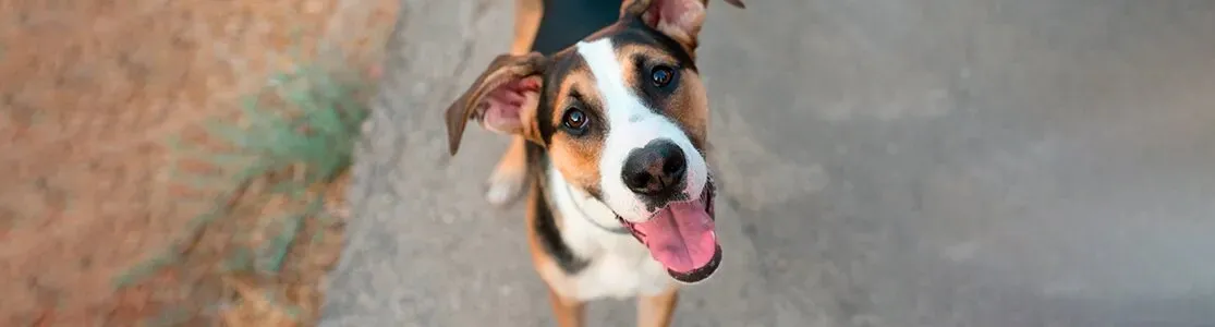 Perro mestizo sonriente, mirando a la cámara desde abajo. Ojos marrones, de pelaje color marrón, blanco y negro.