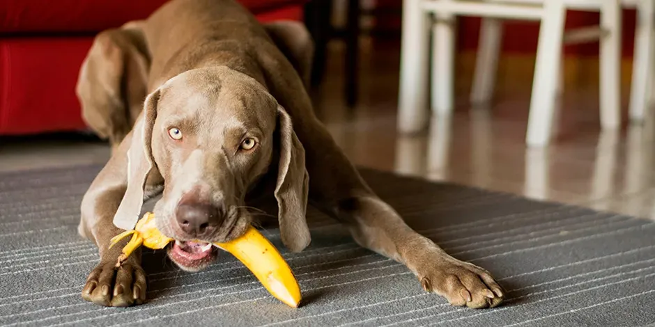 Perro braco de Weimar de color marrón brillante acostado en el suelo con una banana en su hocico.