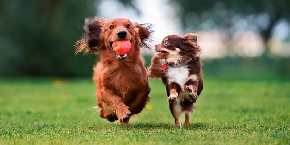Dos perros color marrón corriendo uno junto al otro en un parque, mientras uno  lleva en la boca una manzana roja.