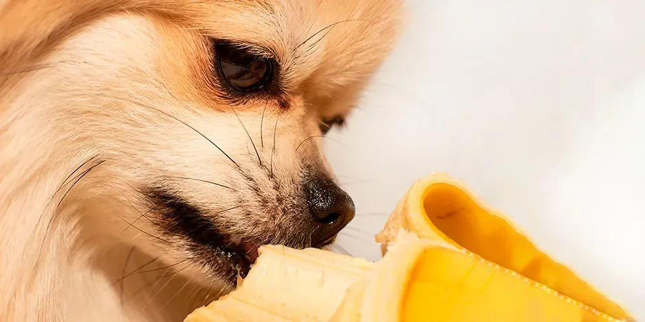 Primer plano de perro pomerania color beige, comiendo una banana