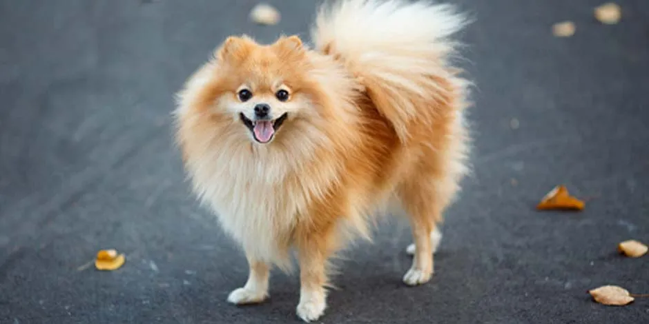 Razas de perros pequeña como este pomerania color dorado, sonriente en medio de la calle junto a varias hojas caídas durante el otoño. 